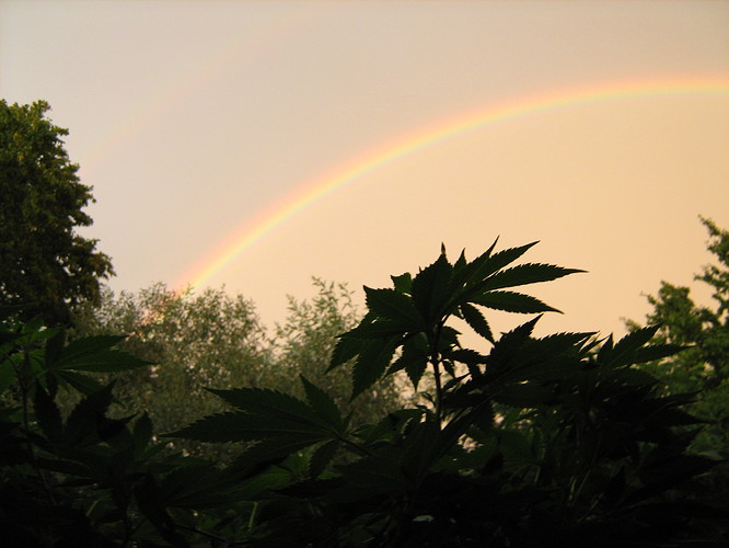 Hanf mit Regenbogen 003
