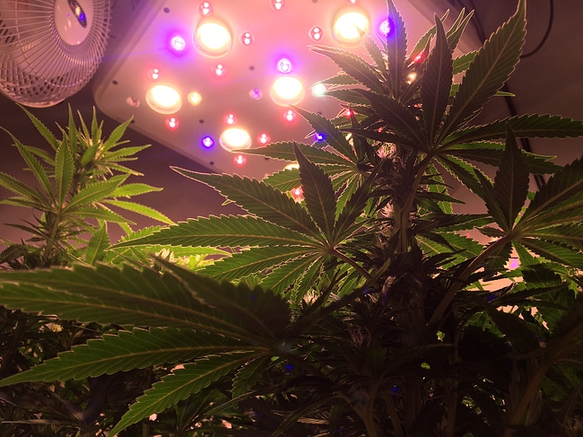Growreport Bild 3