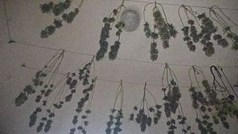 Growreport Bild 2