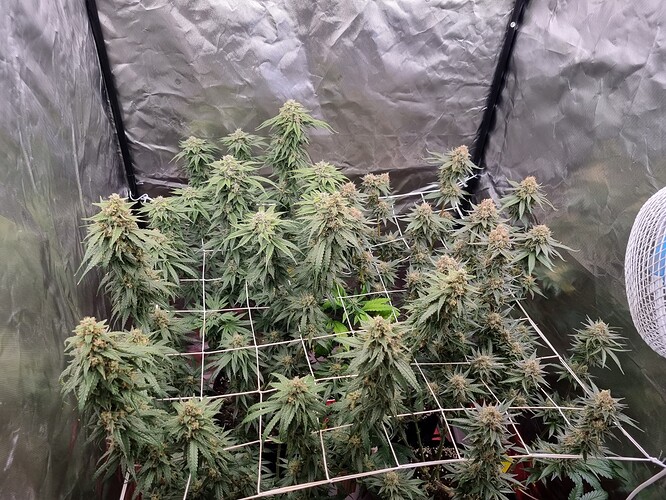 Growreport Bild 20