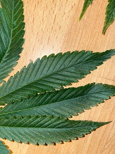 Growreport Bild 16
