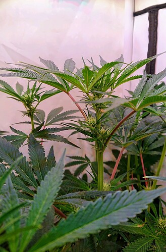 Growreport Bild 3