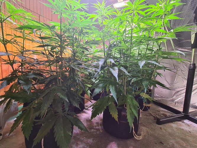 Growreport Bild 1