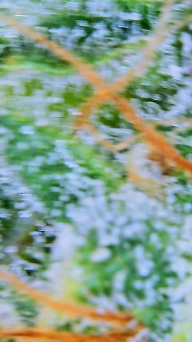 Growreport Bild 1