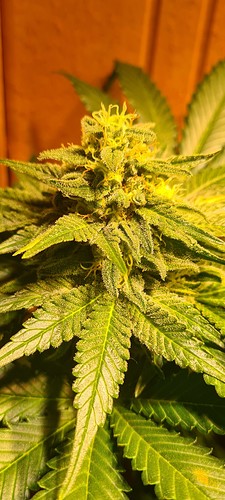 Nahaufnahme einer blühenden Cannabispflanze mit Trichomen und Blättern.