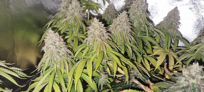 Growreport Bild 19