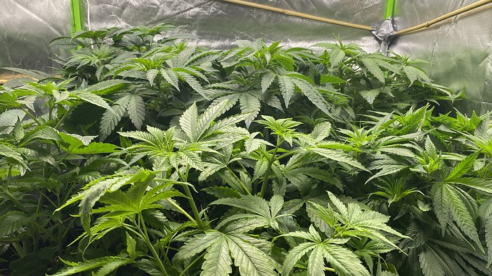 Growreport Bild 4