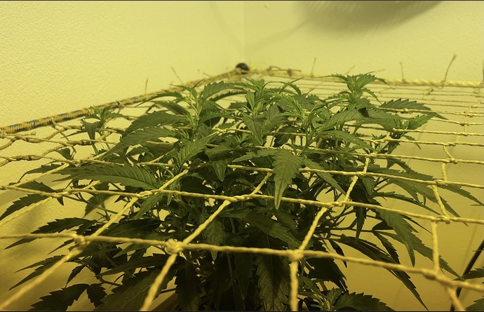 Growreport Bild 19