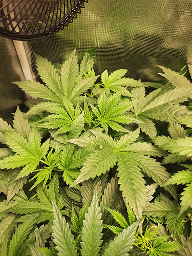 Growreport Bild 12