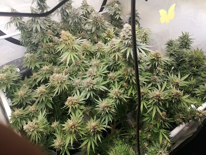 Growreport Bild 1