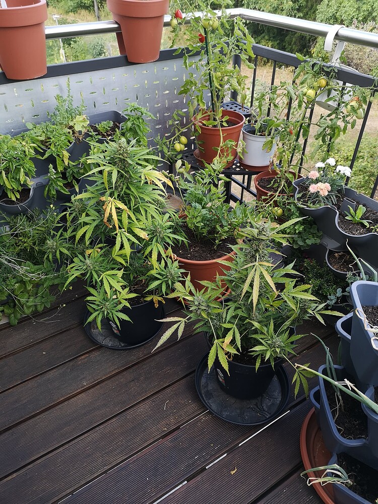 Urlaub auf Balkonien [1x Mimosa Auto, 1x Sherbet Queen Auto]