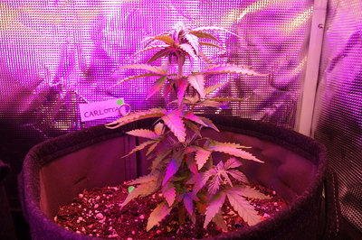 Eine junge Cannabispflanze in einem Vliesstofftopf unter violettem Grow-Licht. Ein Namensschild mit der Aufschrift "CARLOTTA" ist am Topf befestigt.