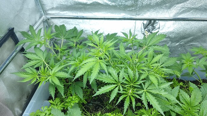 Growreport Bild 4