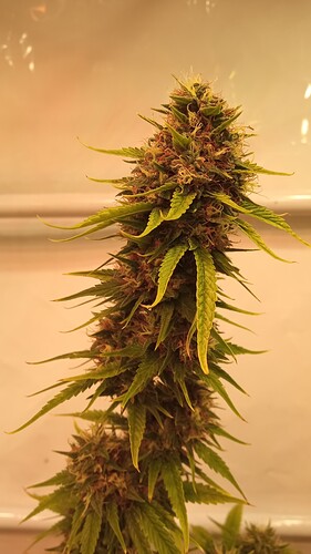 Growreport Bild 5