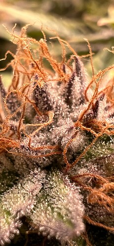 Growreport Bild 20