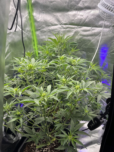 Growreport Bild 9