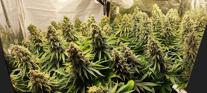 Growreport Bild 20