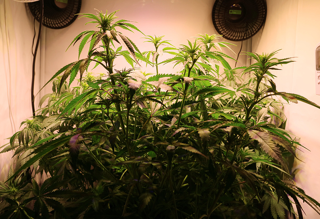 Growreport Bild 1