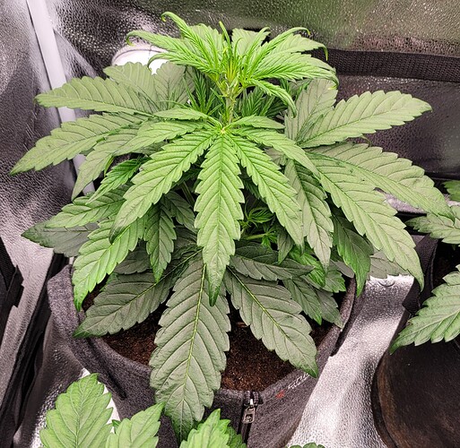 Growreport Bild 181
