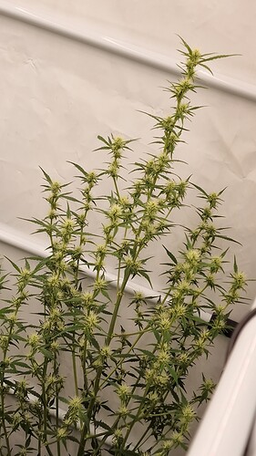 threema-20221205-143155482