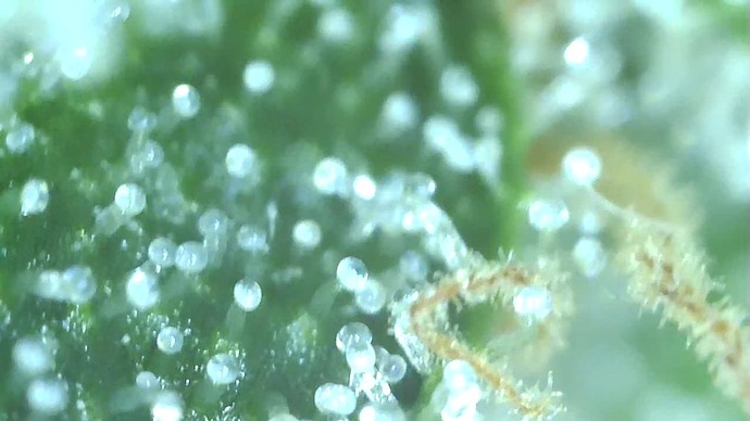 Growreport Bild 49