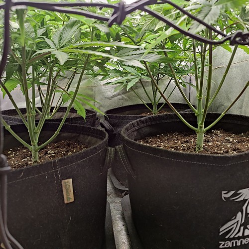 Growreport Bild 6