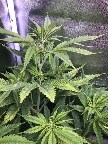 Growreport Bild 7