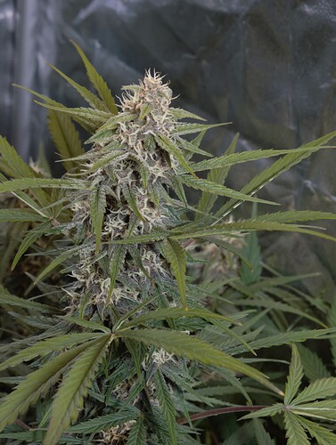 Growreport Bild 4