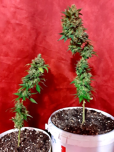 Growreport Bild 7