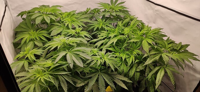 Growreport Bild 16