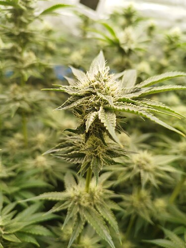 Growreport Bild 15