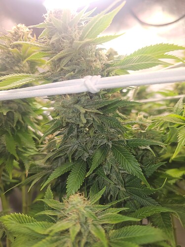 Growreport Bild 16