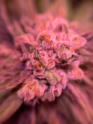 Growreport Bild 22