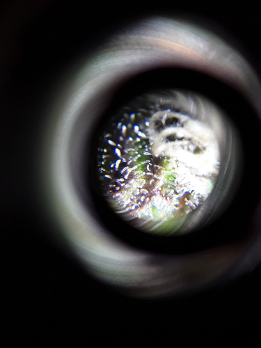 Growreport Bild 5