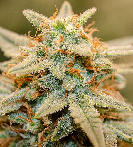 Growreport Bild 2