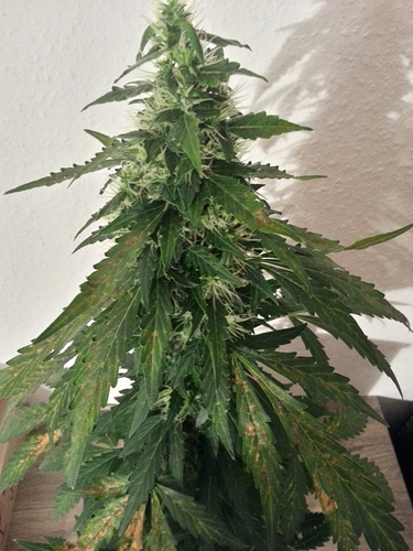 Growreport Bild 1