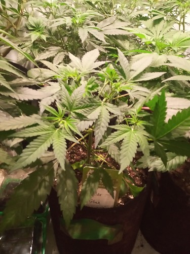 Growreport Bild 3