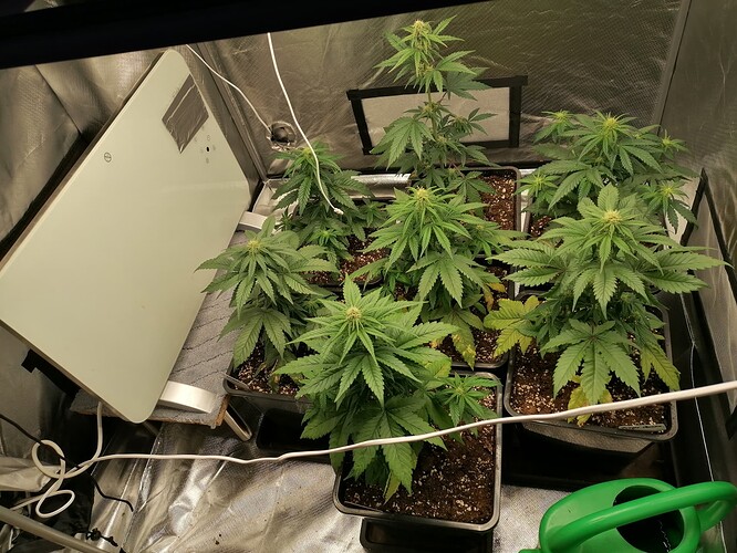 Growreport Bild 6