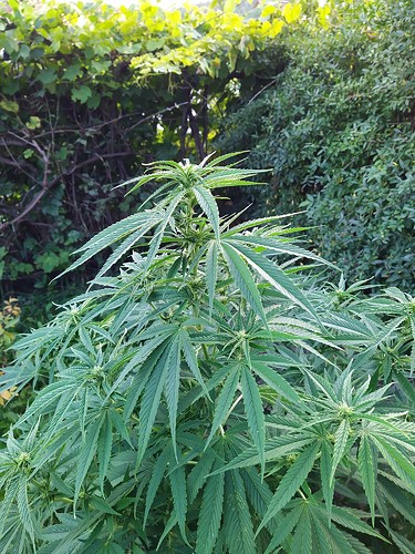 Growreport Bild 4
