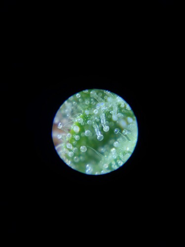Growreport Bild 1