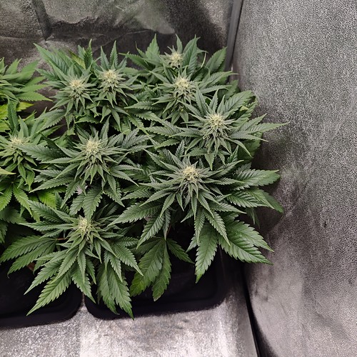 Growreport Bild 13