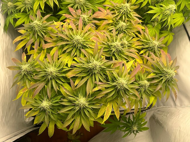Growreport Bild 7