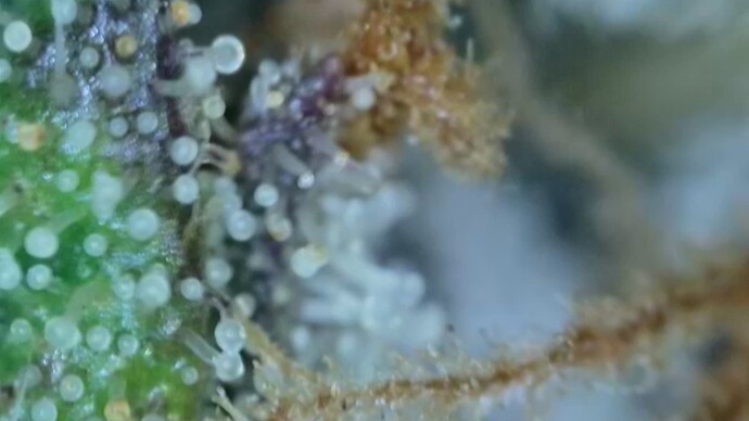 Growreport Bild 56