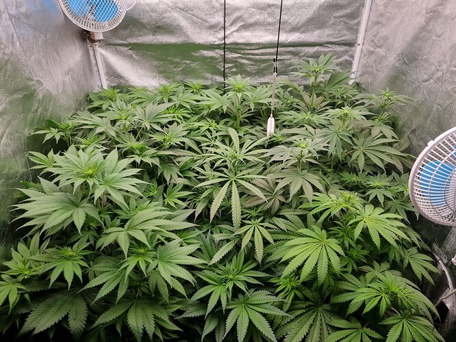 Growreport Bild 7