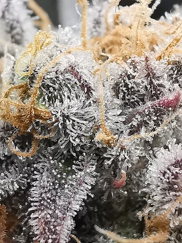 Growreport Bild 43