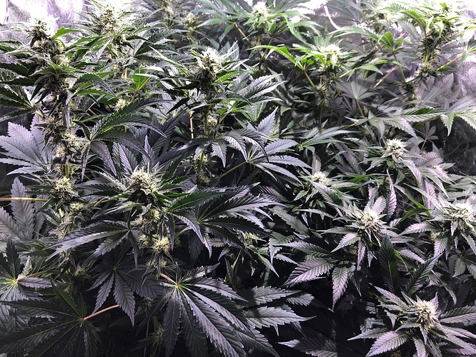 Growreport Bild 7