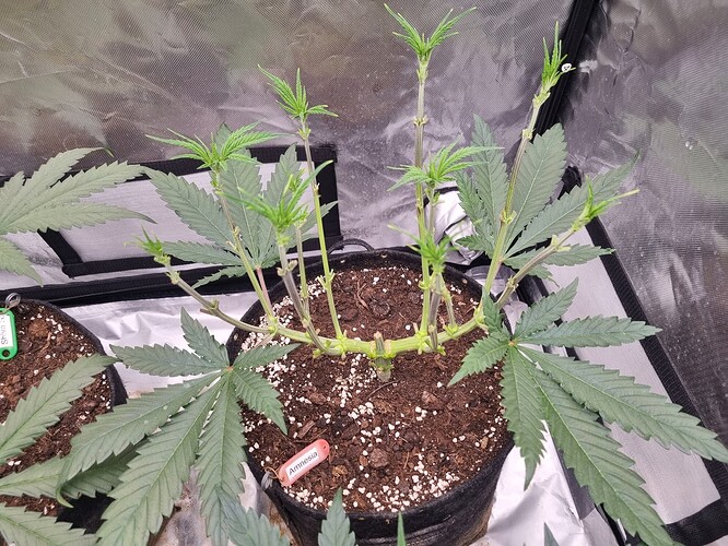 Growreport Bild 64