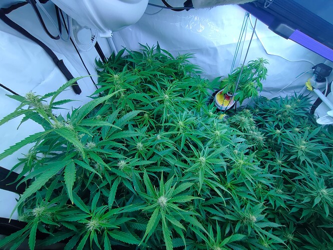 Growreport Bild 13
