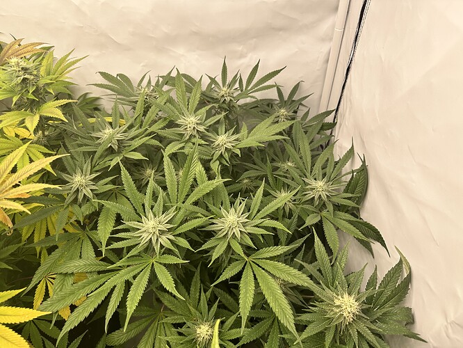 Growreport Bild 9