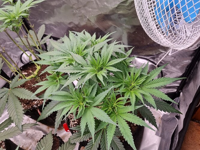Growreport Bild 33